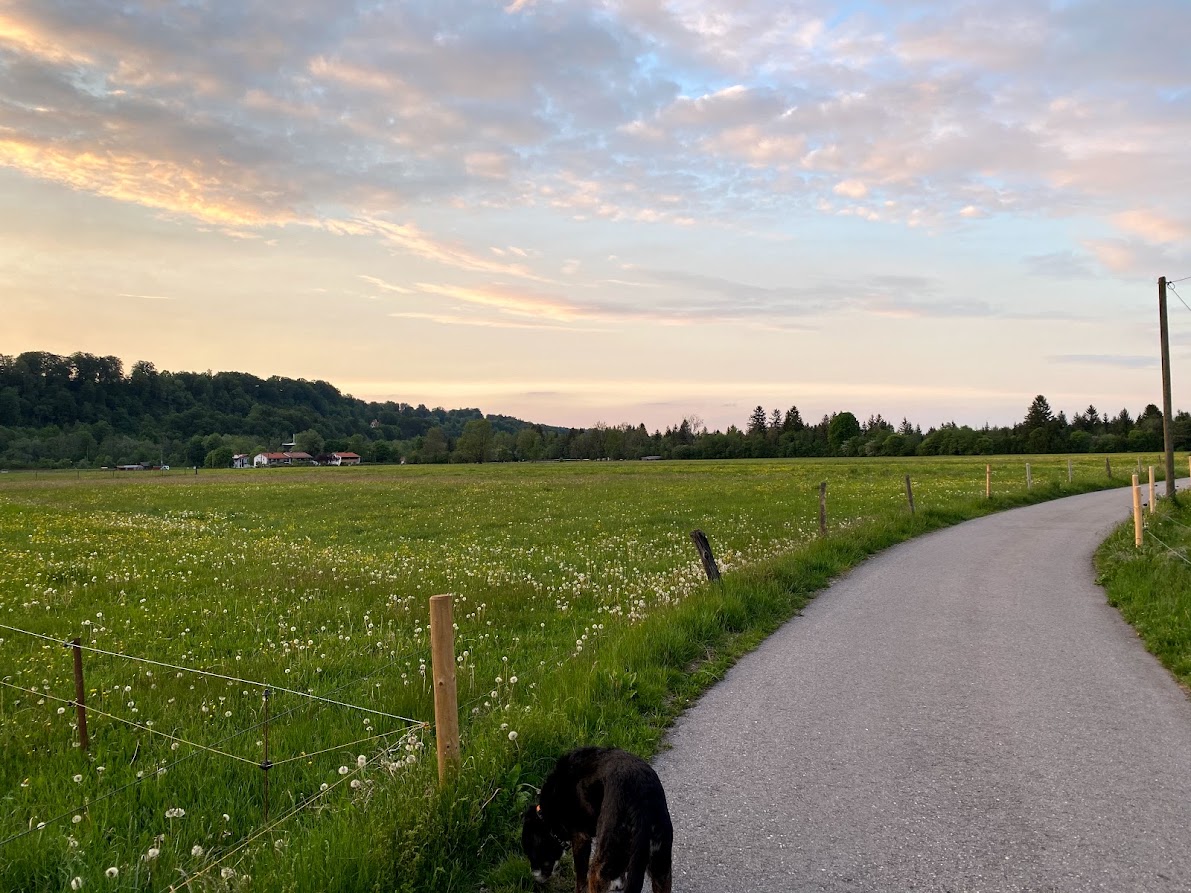 Feldweg durch die Isarauen am Abend
