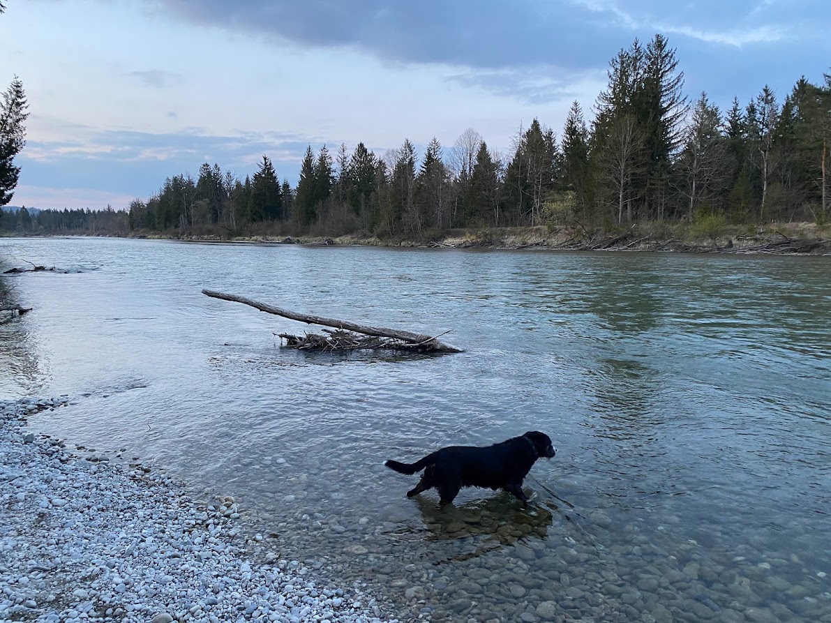 Hund watet abends durch die Isar