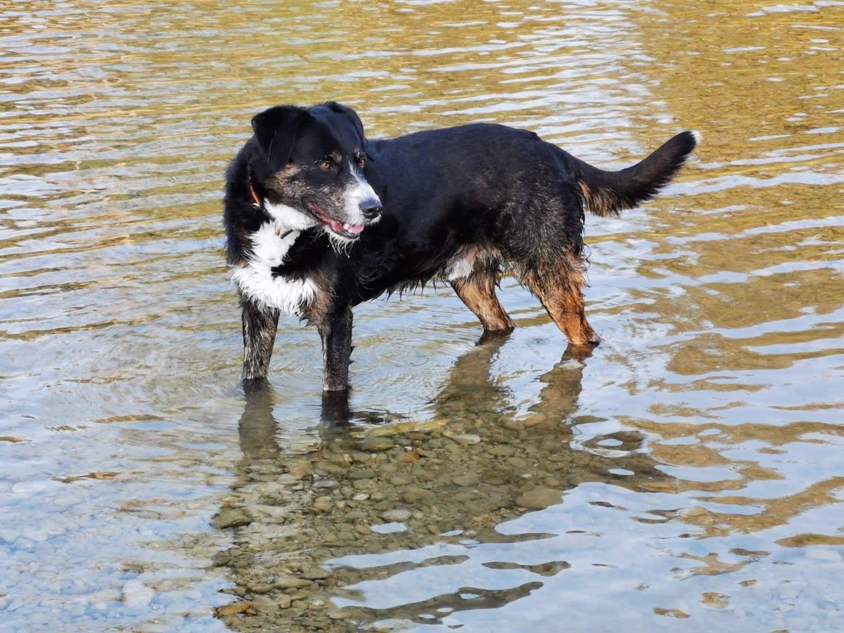 Bildcollage: Hund unterwegs in der Isar
