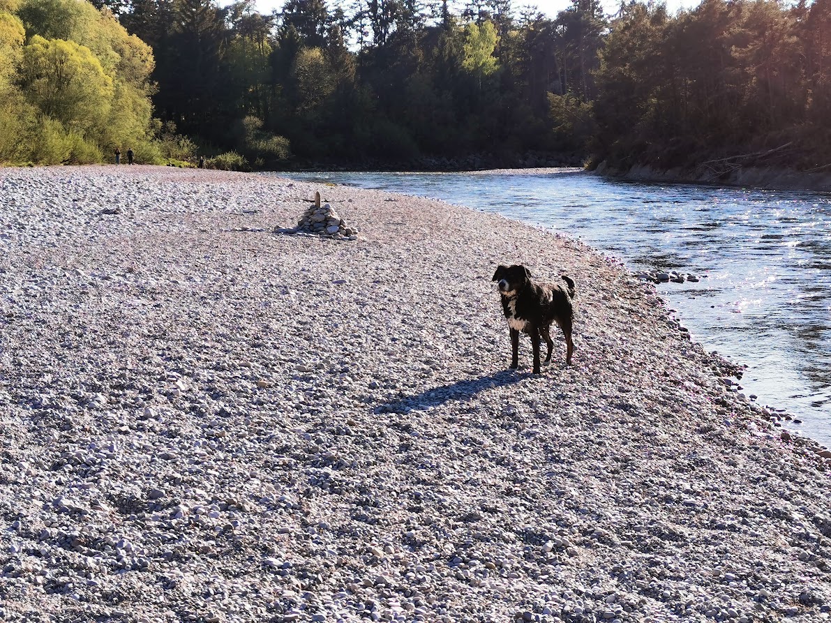 Hund auf einer Kiesbank an der Isar