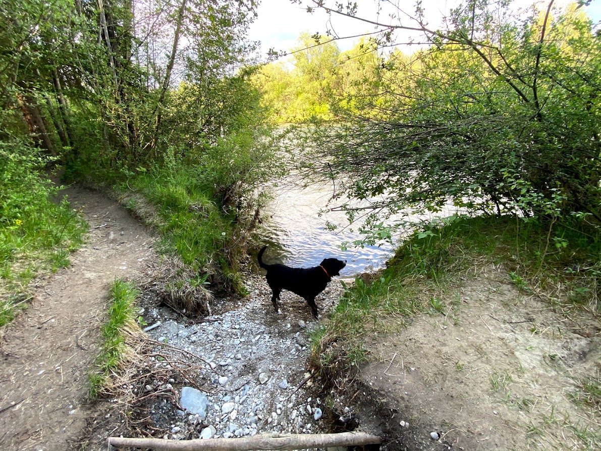 Uferzugang zur Isar mit Hund