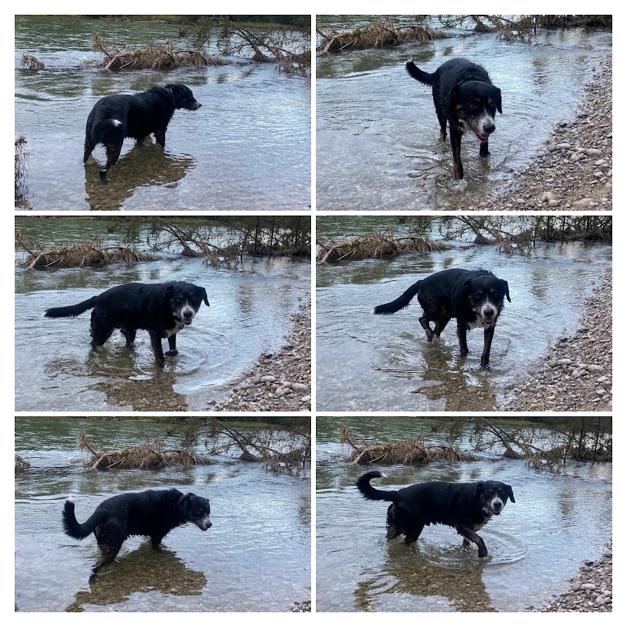 Hund steht im flachen Wasser der Isar