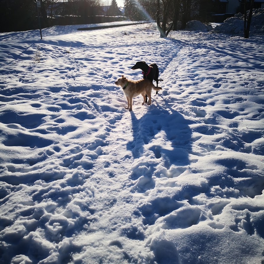 Zwei Hunde im Schnee im Isartal