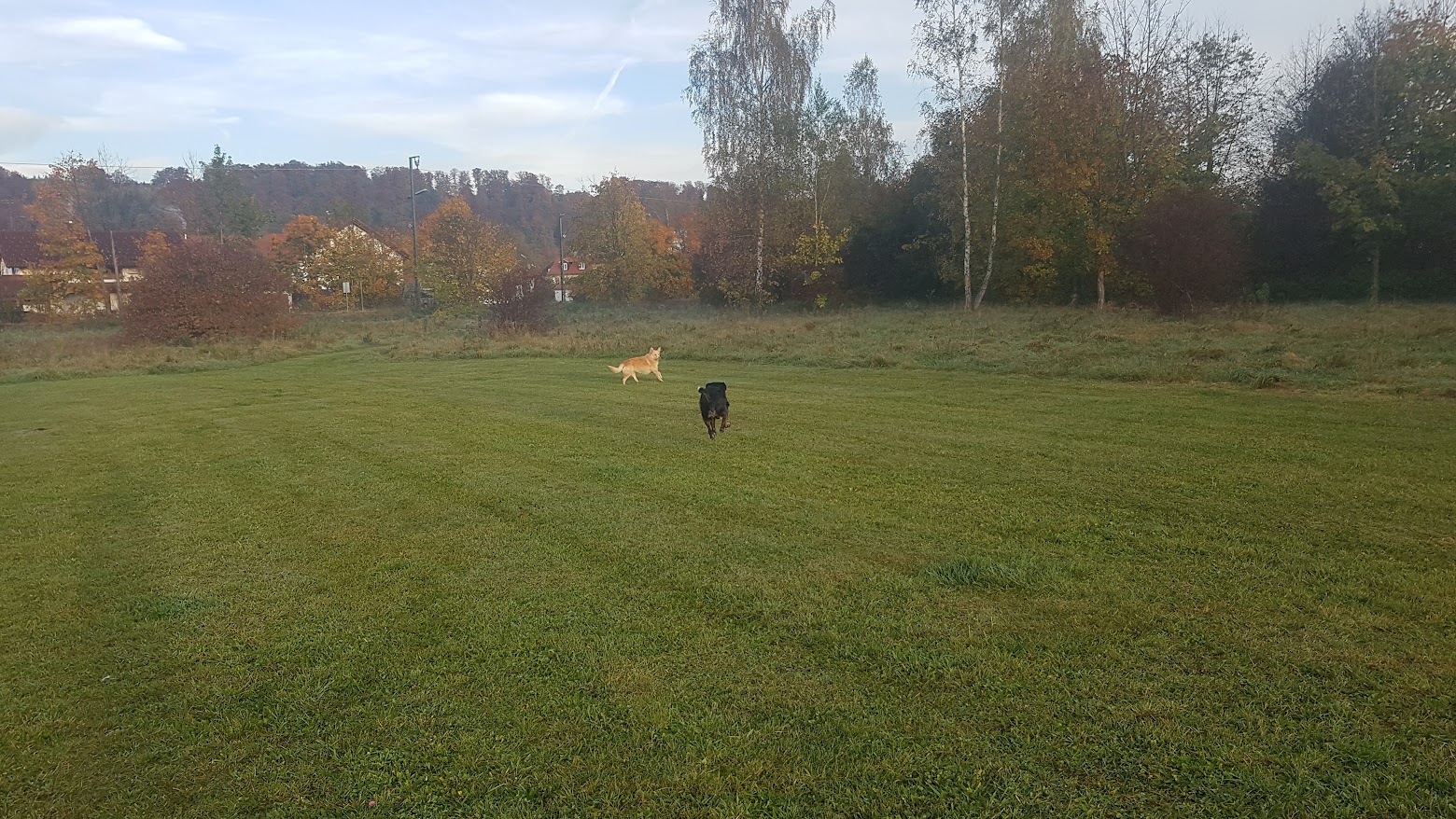 Zwei Hunde auf der Hundewiese in Wolfratshausen
